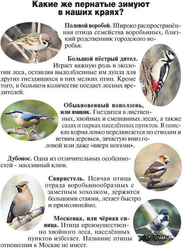 Птицы Приморского Края Фото И Название